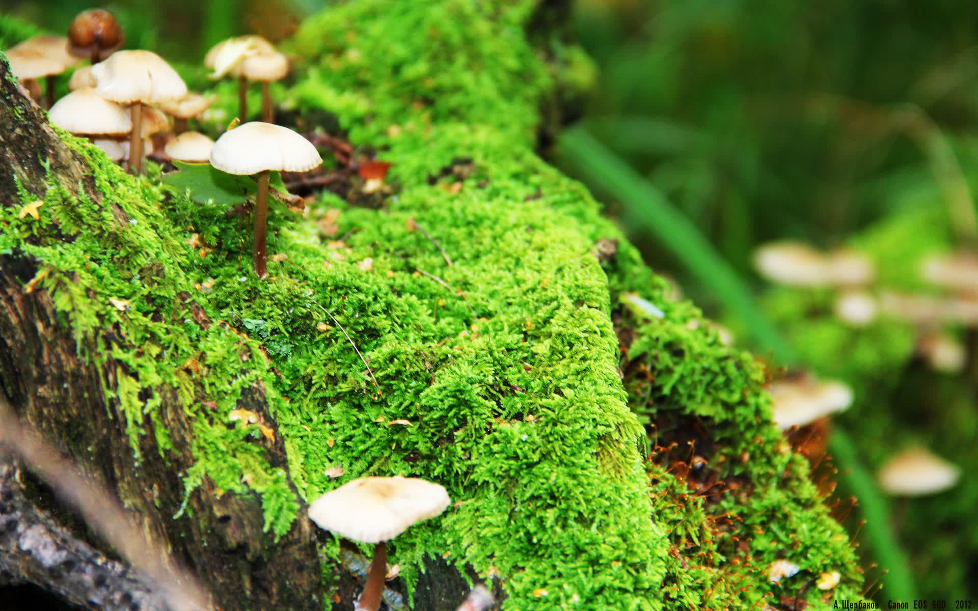 世界青少年高空定向赛：导航与胆识并重，世界青少年定向锦标赛